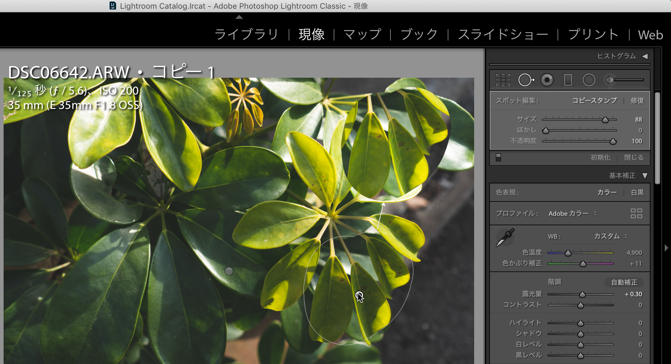 写真の現像 Lightroom ライトルーム とcaptureone キャプチャーワン 全機能比較 マスク機能編 52weeks Photoshooting